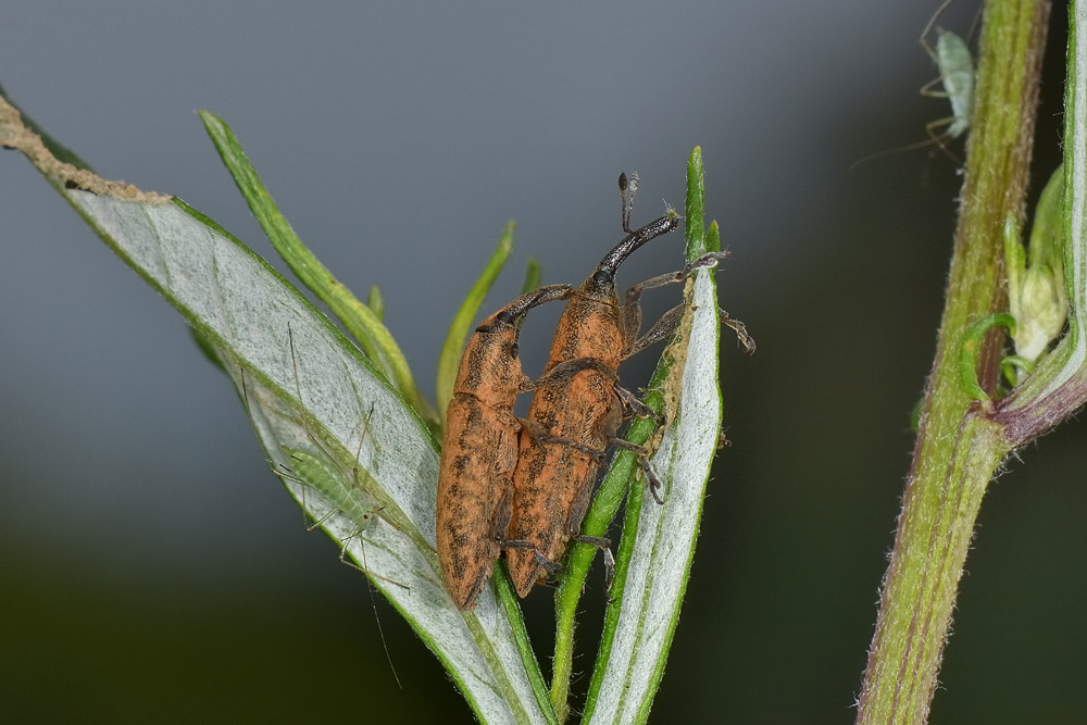 Curculionidae su Artemisia:  Lixus (Dilixellus) fasciculatus